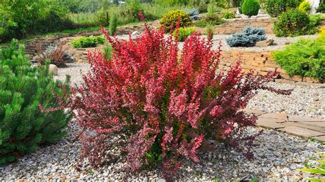 when to plant barberry shrub